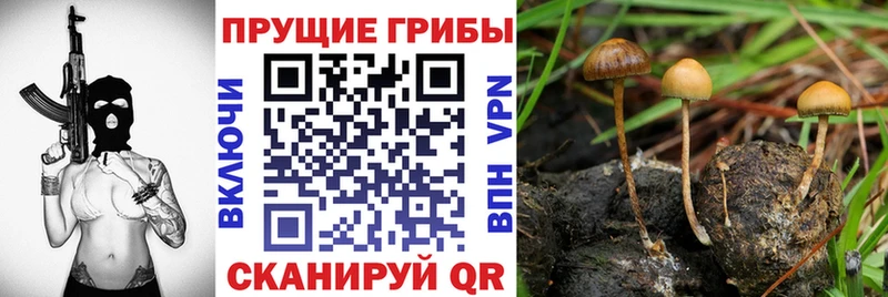 Галлюциногенные грибы Psilocybe  kraken маркетплейс  Канаш 